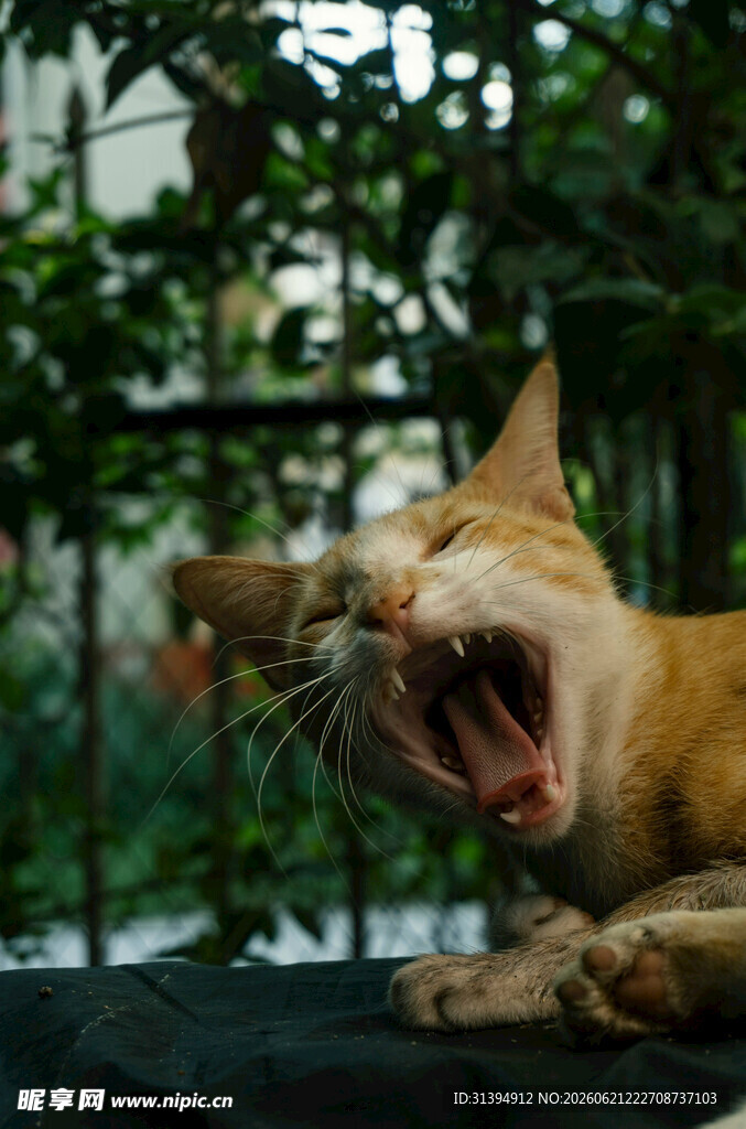 打哈欠的猫咪