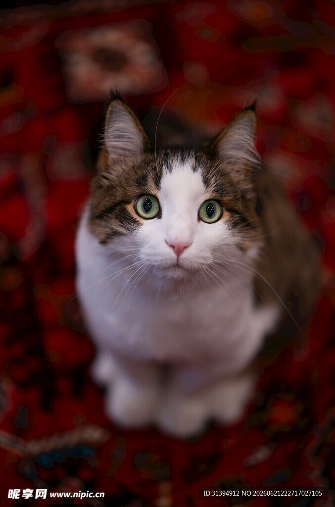 可爱三色猫咪端坐地毯