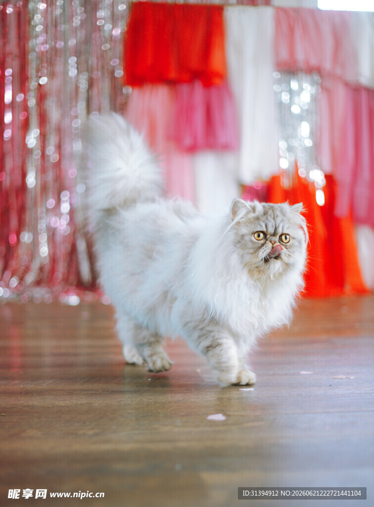 优雅长毛猫漫步温馨场景