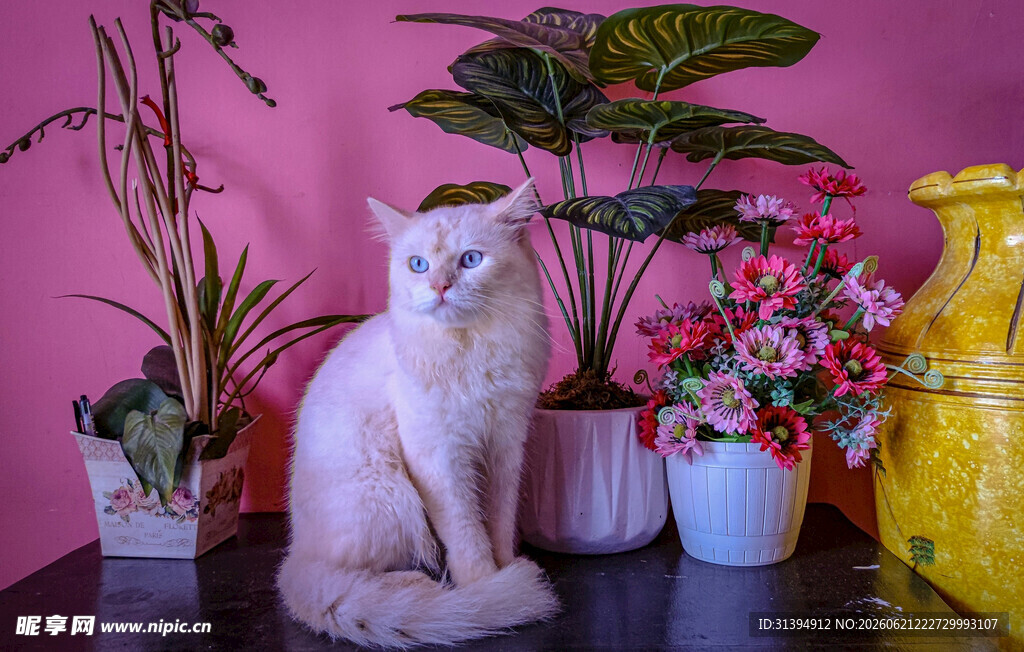 粉墙下的猫咪与花卉