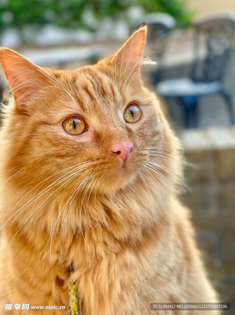 橘色长毛猫的可爱瞬间