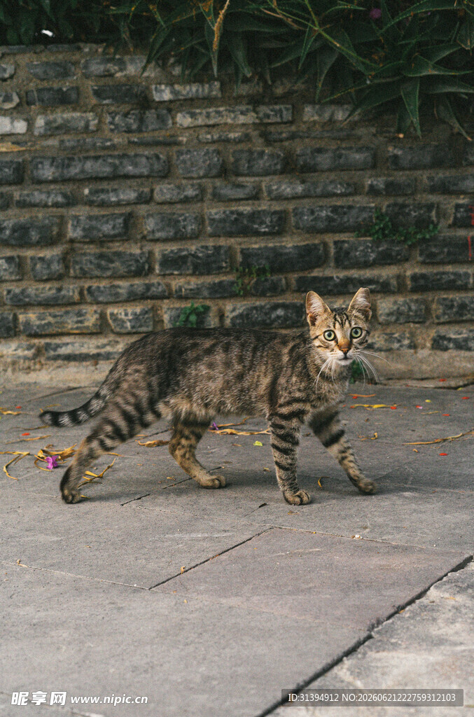 行走的斑纹猫