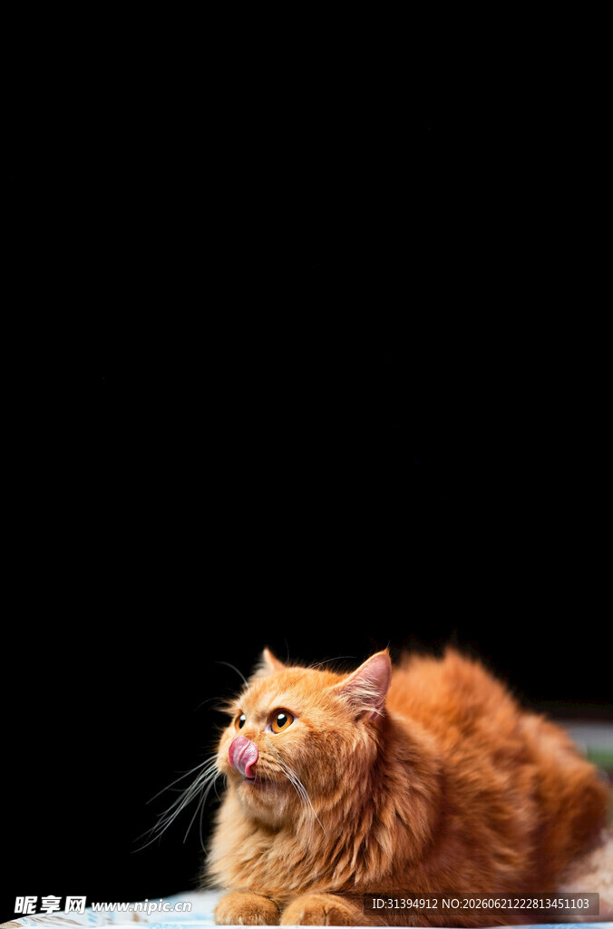 橘色长毛猫侧卧凝视