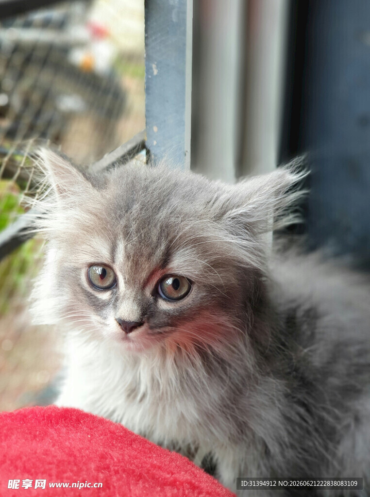可爱长毛小猫近距离特写