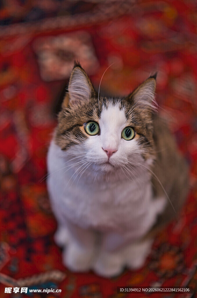 可爱猫咪端坐彩色地毯上