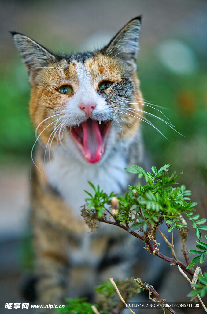 张嘴猫咪嗅闻绿植