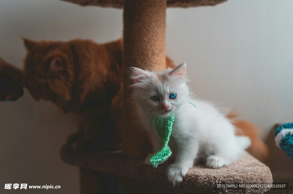 小猫玩逗猫棒的可爱瞬间