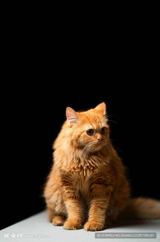橘色猫咪端坐