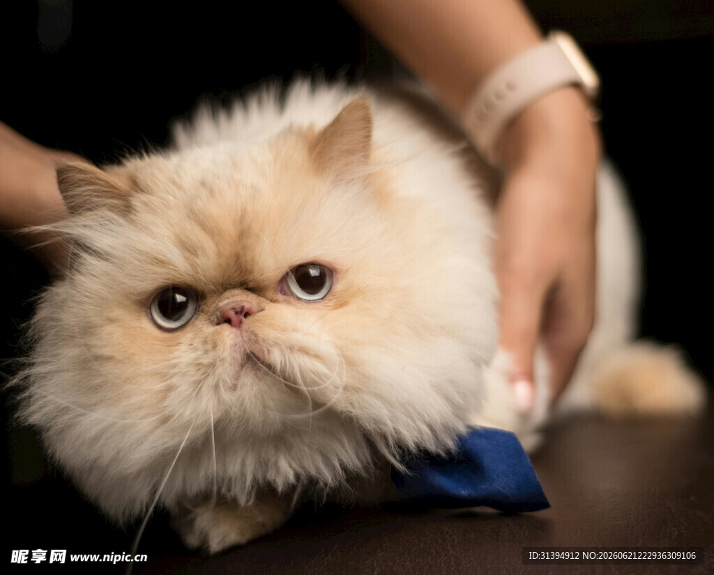 猫咪被温柔梳理毛发