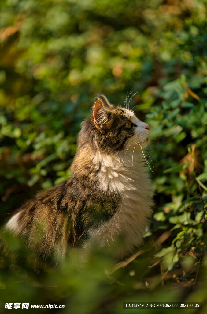 草丛中的猫咪抬头凝望