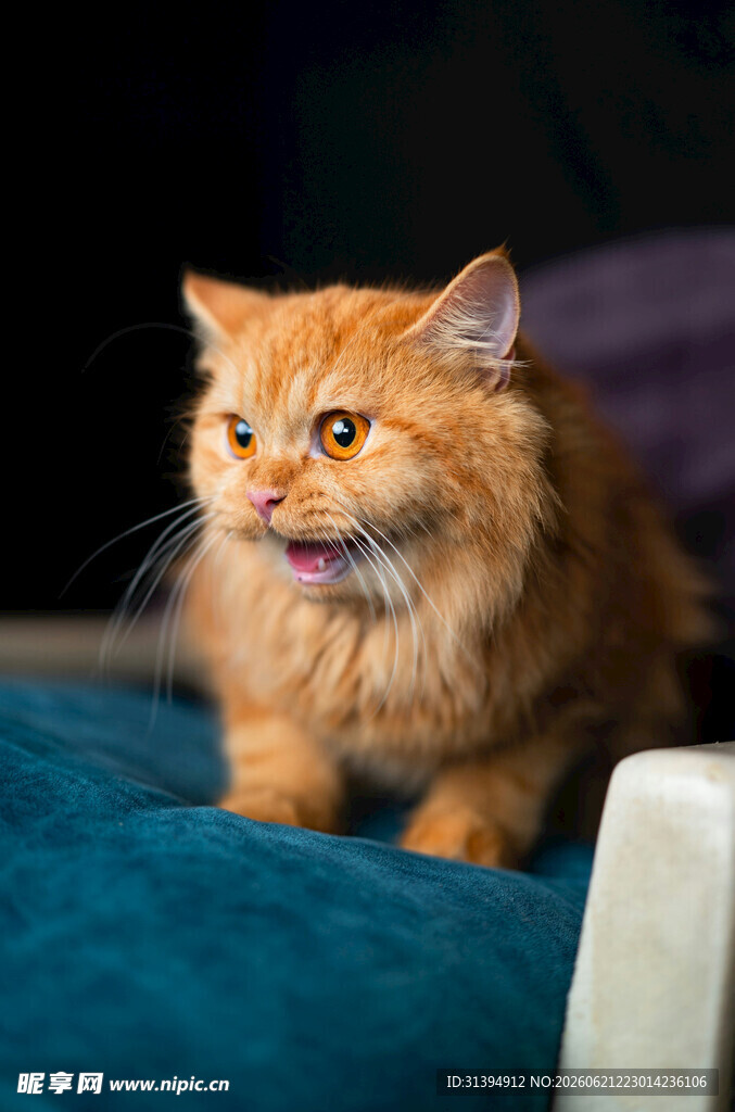 橘色长毛猫惬意模样