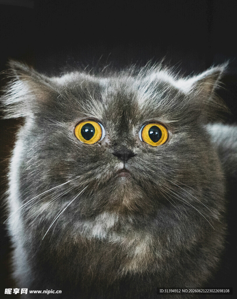 瞪大眼睛的灰色长毛猫咪
