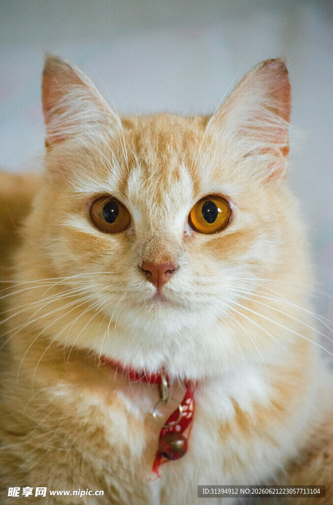 可爱橘猫佩戴精致小饰品