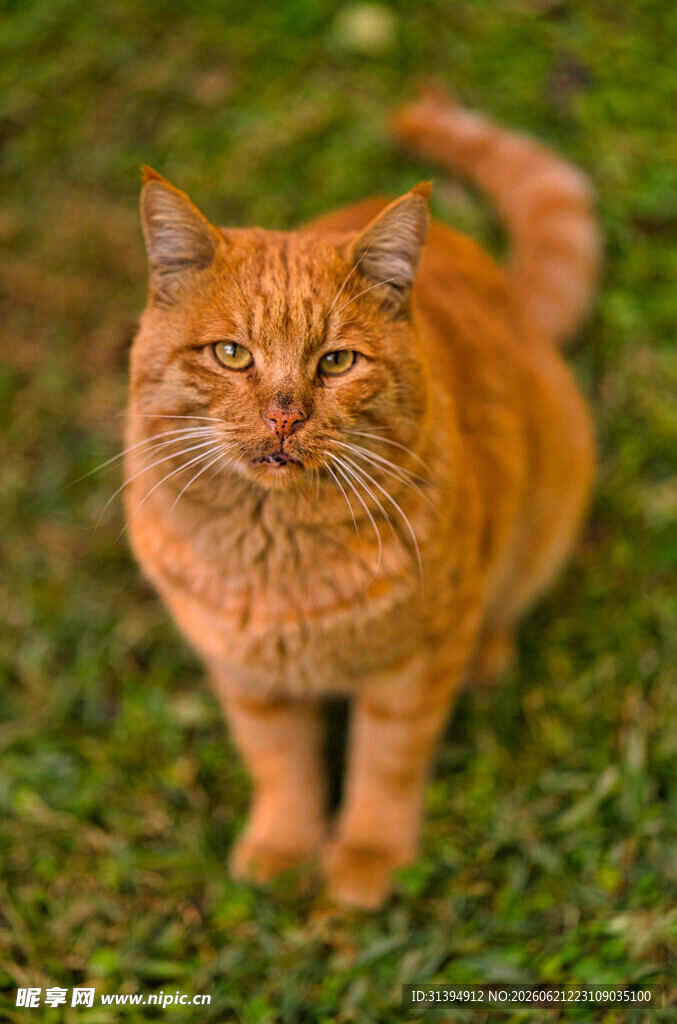 草地上的橘猫