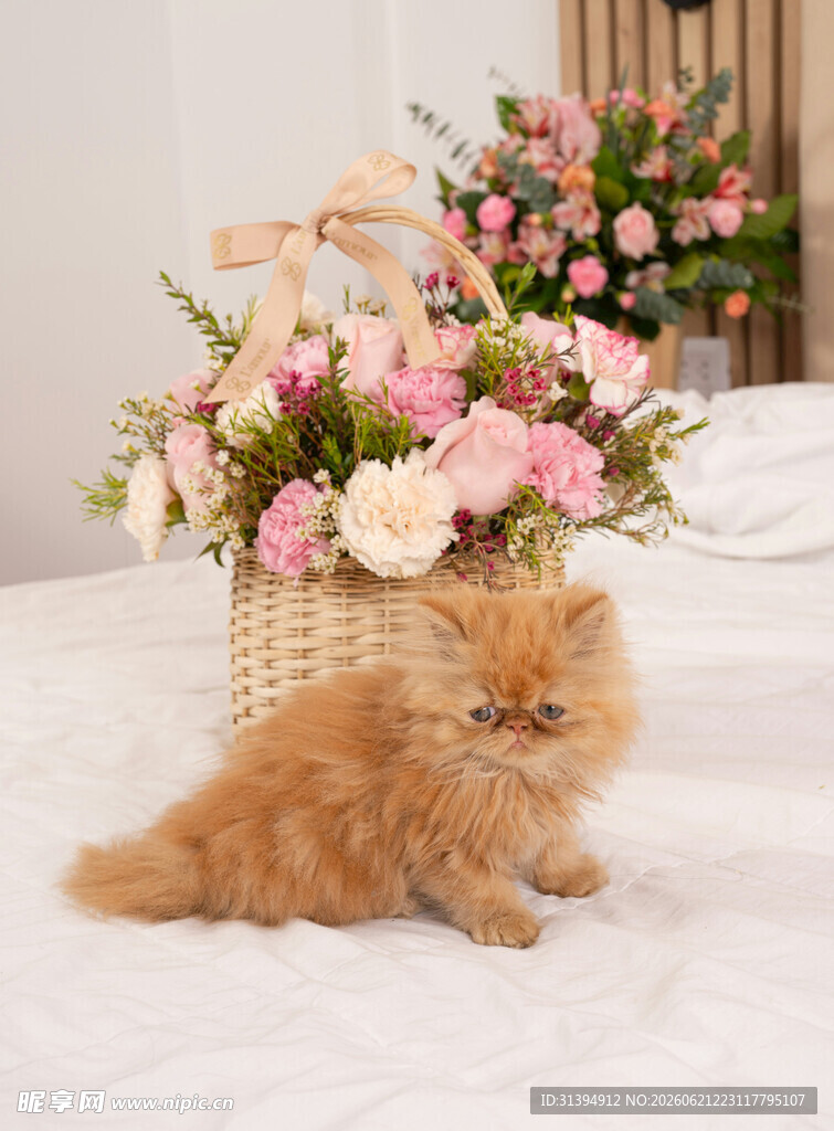 萌猫伴鲜花温馨小场景