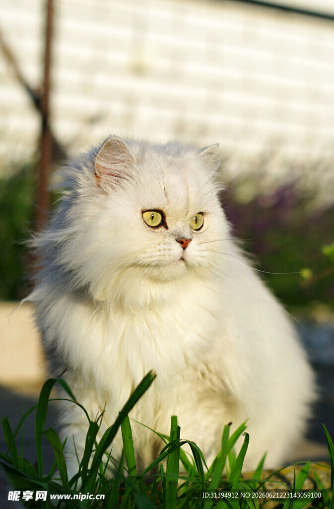 白色长毛猫静坐在草地上