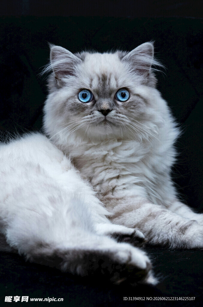 蓝眼白毛猫咪优雅躺姿