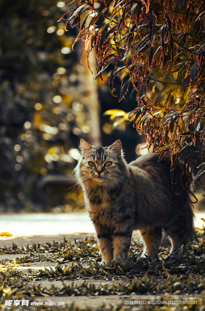 林间漫步的长毛猫咪