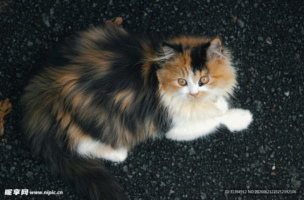 三色长毛猫趴地可爱模样