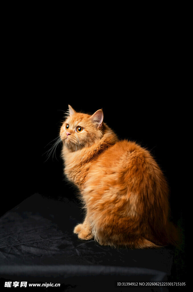 橘猫端坐
