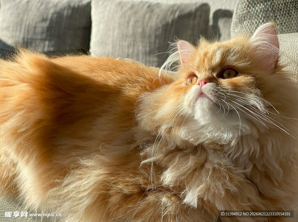 橘色长毛猫仰头可爱模样