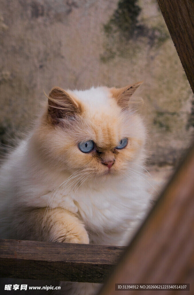 蓝眼长毛猫慵懒姿态