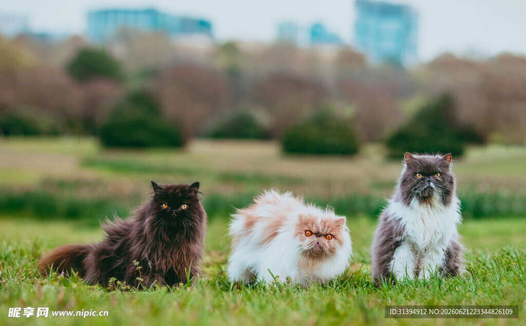草地上的三只可爱猫咪