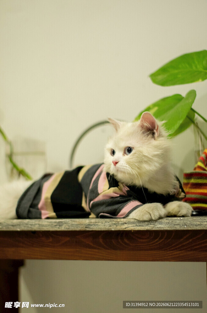 穿着衣服趴在桌上的猫咪