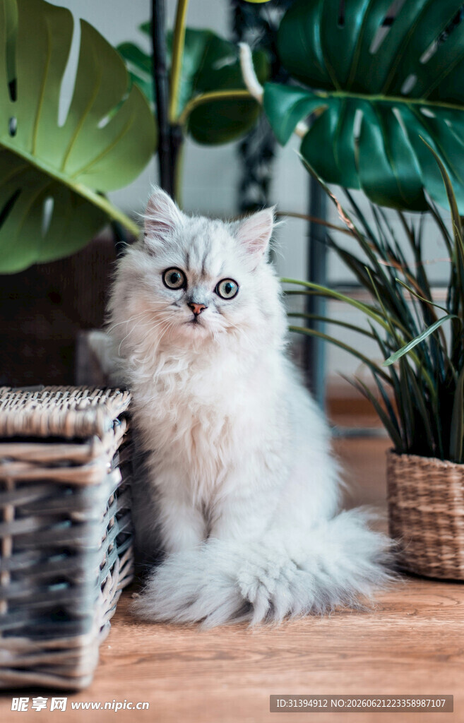 长毛猫咪于绿植旁优雅端坐