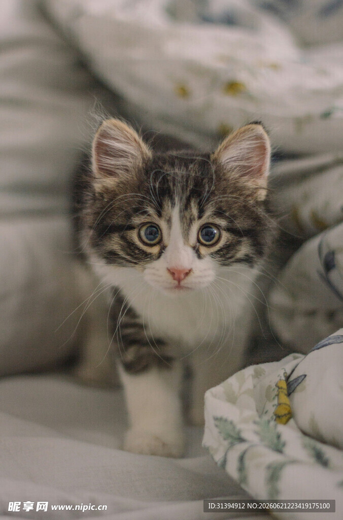 可爱小猫咪躺卧柔软床