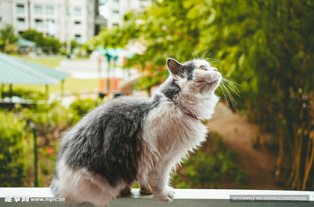 窗边猫咪眺望户外景色