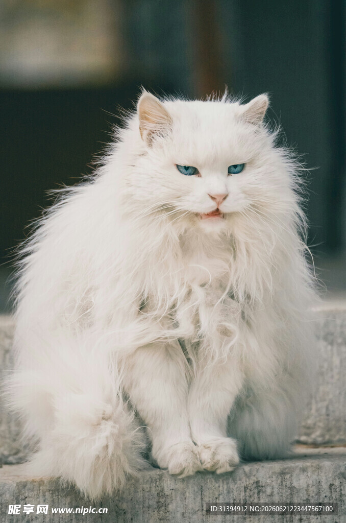 白色长毛猫安静蹲坐
