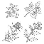 植物线稿合集