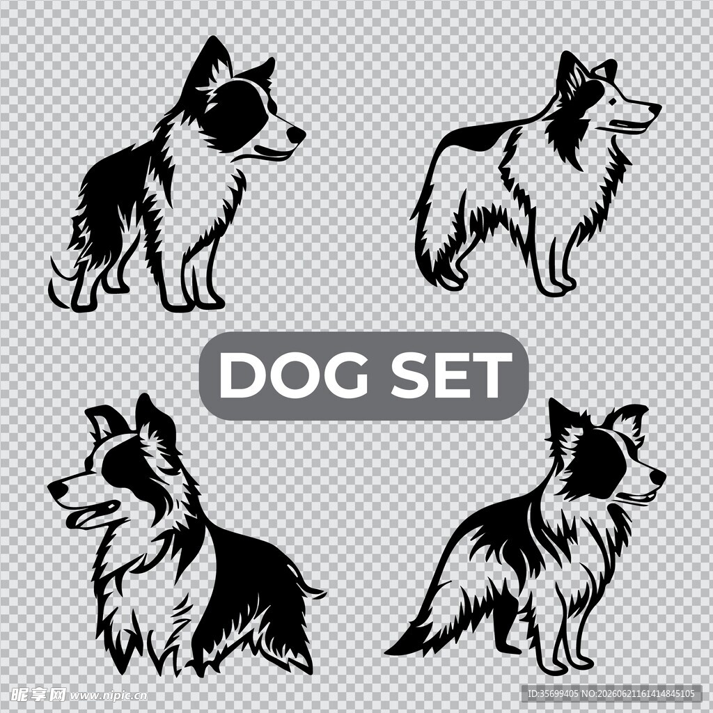 边境牧羊犬合集