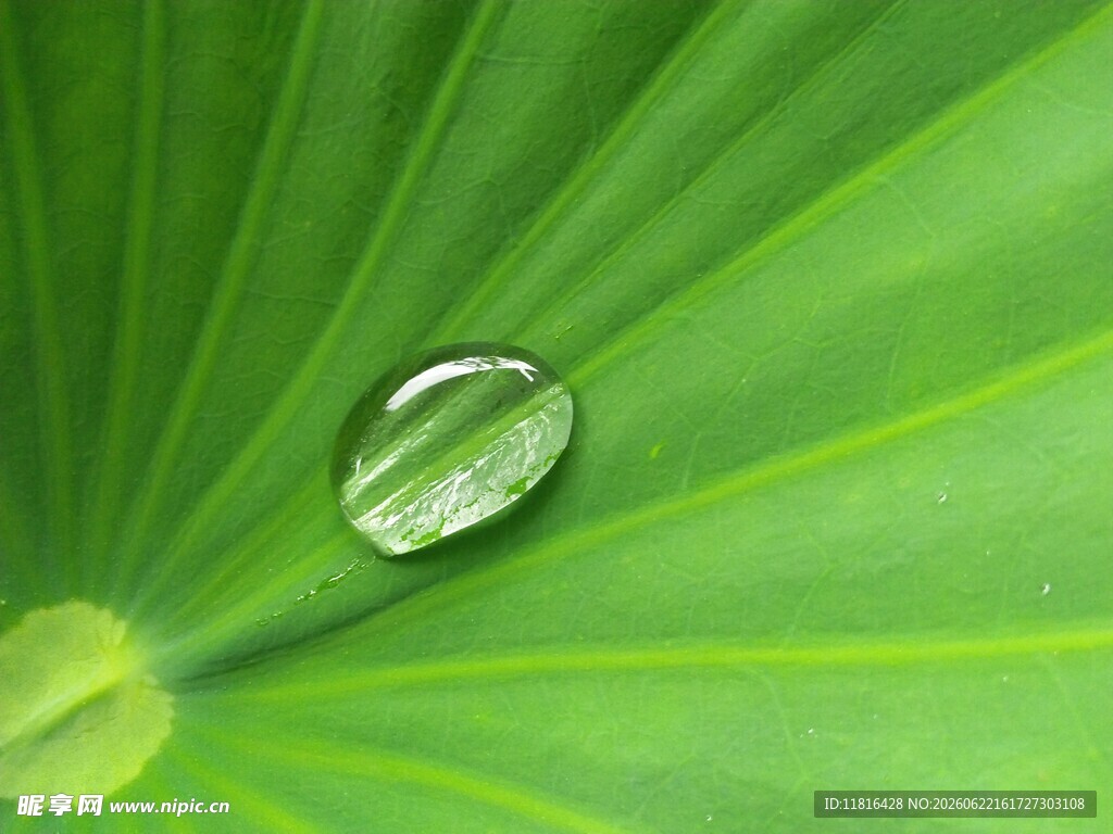 荷叶上的晶莹水珠