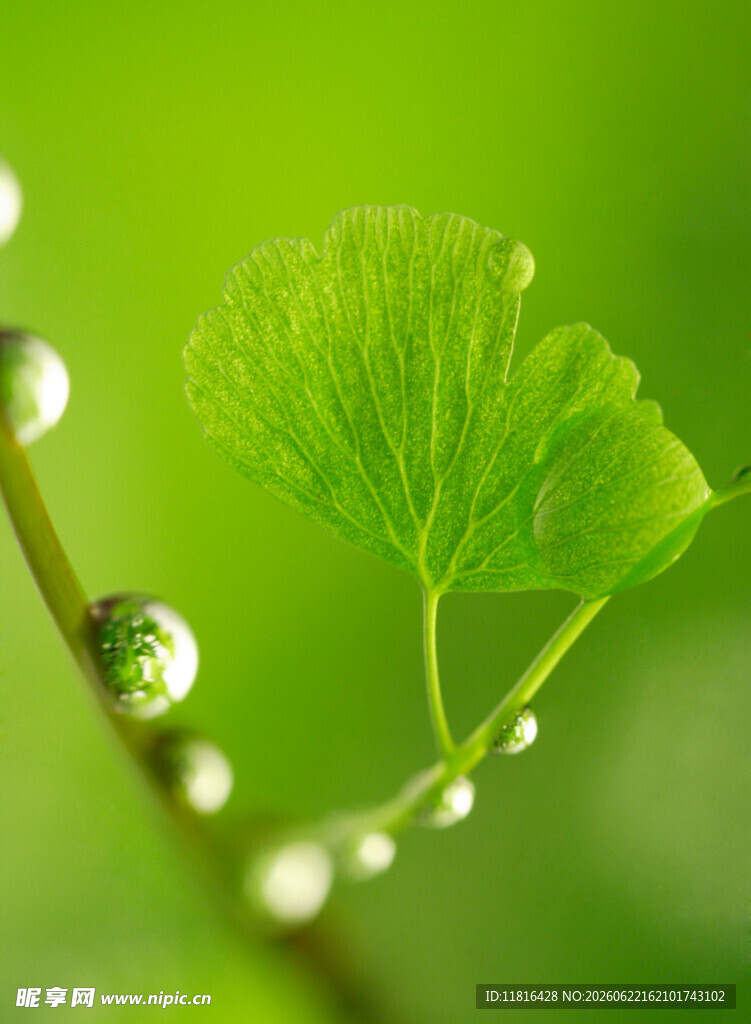 银杏嫩叶上的晶莹水珠