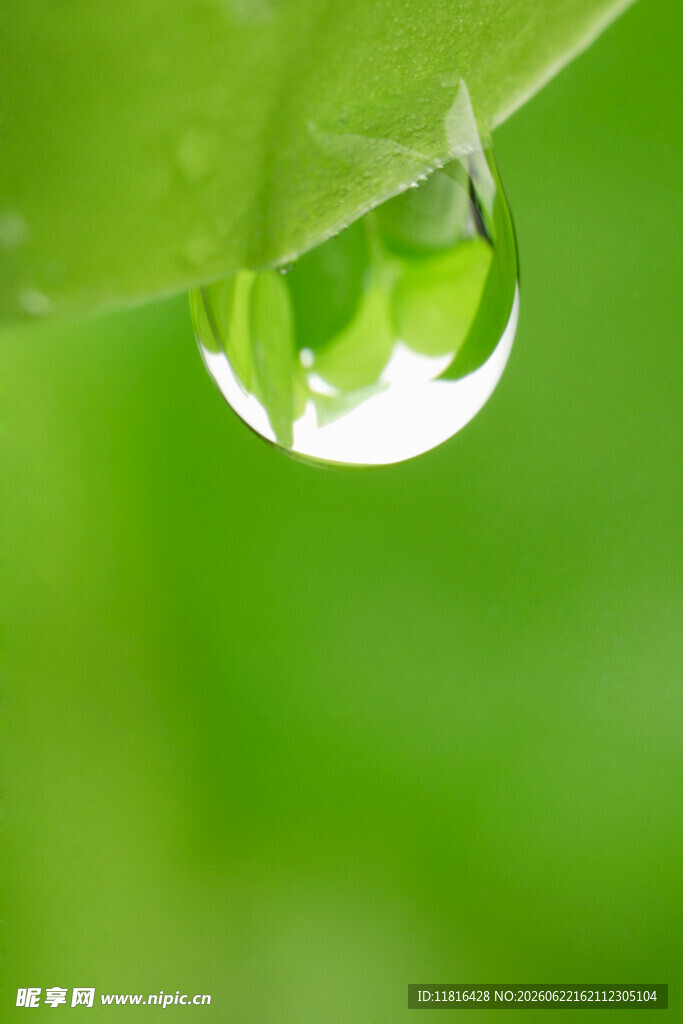 绿叶上的晶莹水滴
