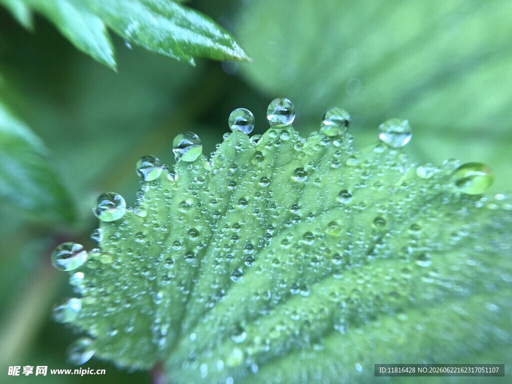 叶片上晶莹的露珠