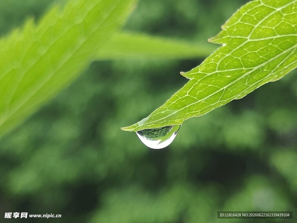 叶尖上的晶莹水珠