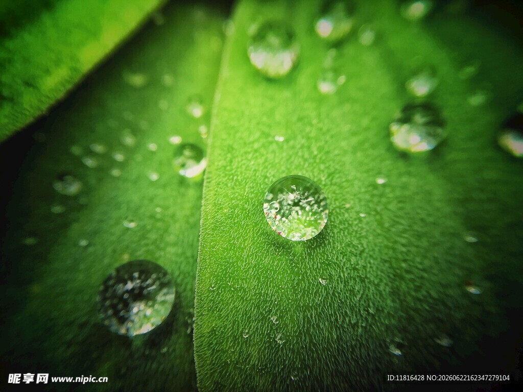 绿叶上晶莹的水珠
