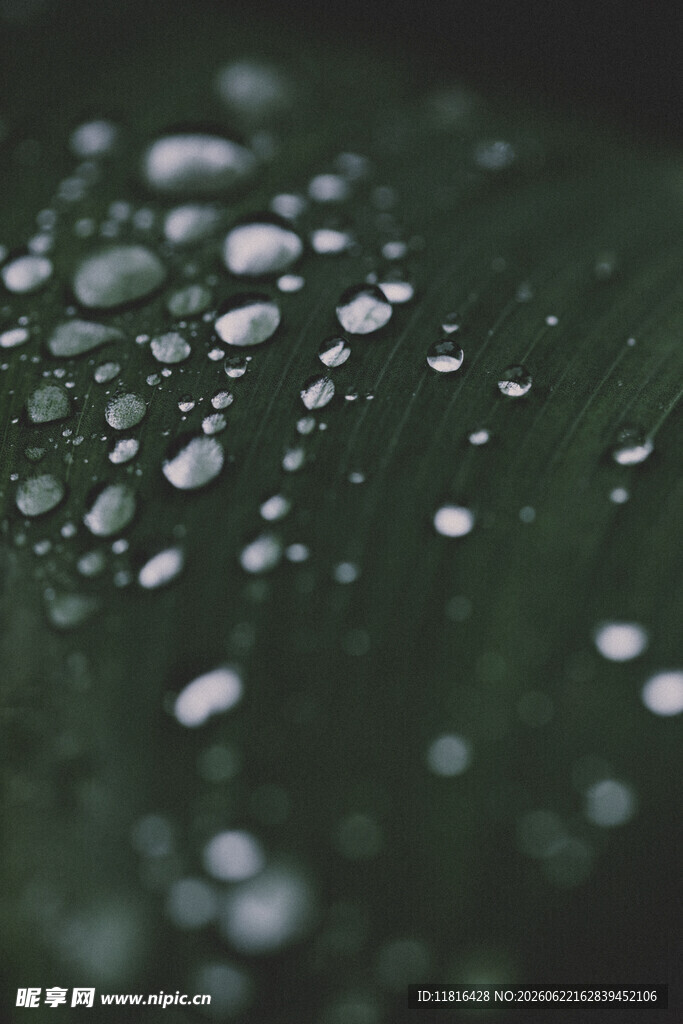绿叶上晶莹的水珠