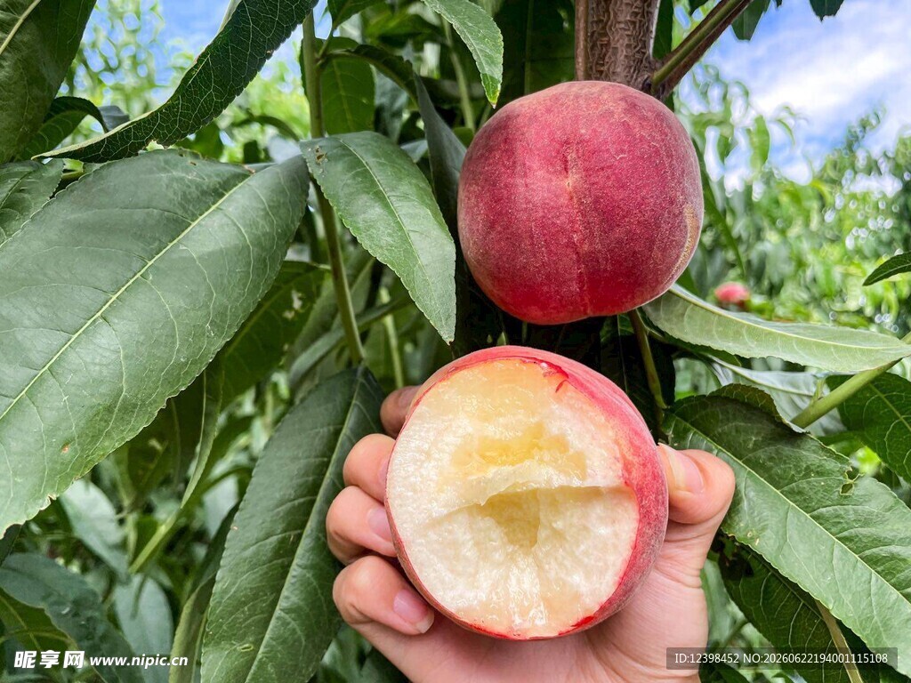 手捧鲜桃