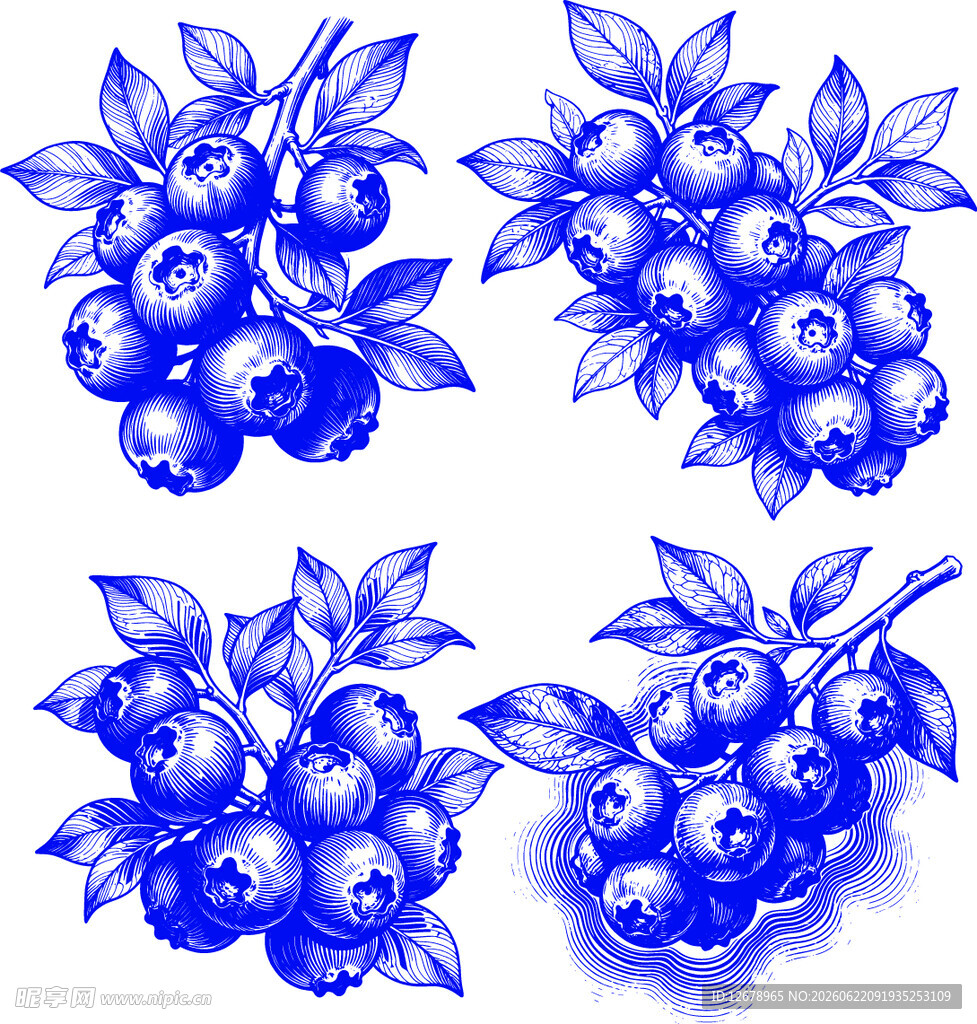 手绘蓝浆果插画设计素材