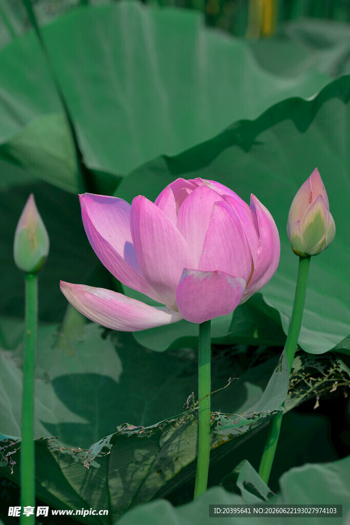 娇艳荷花绽放于绿叶间