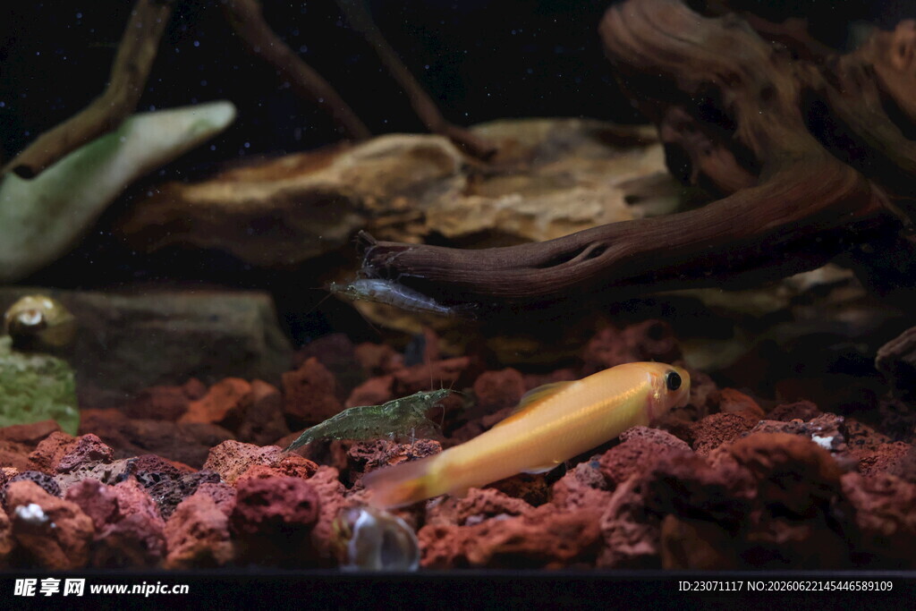 水族箱中的多彩鱼类