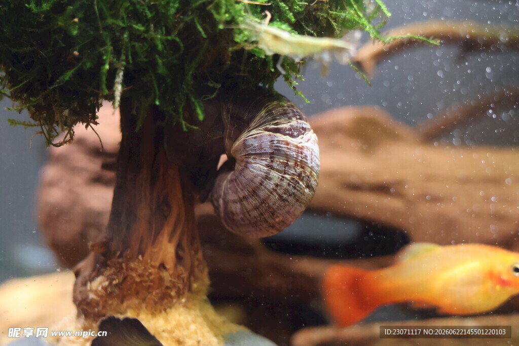 水族箱螺