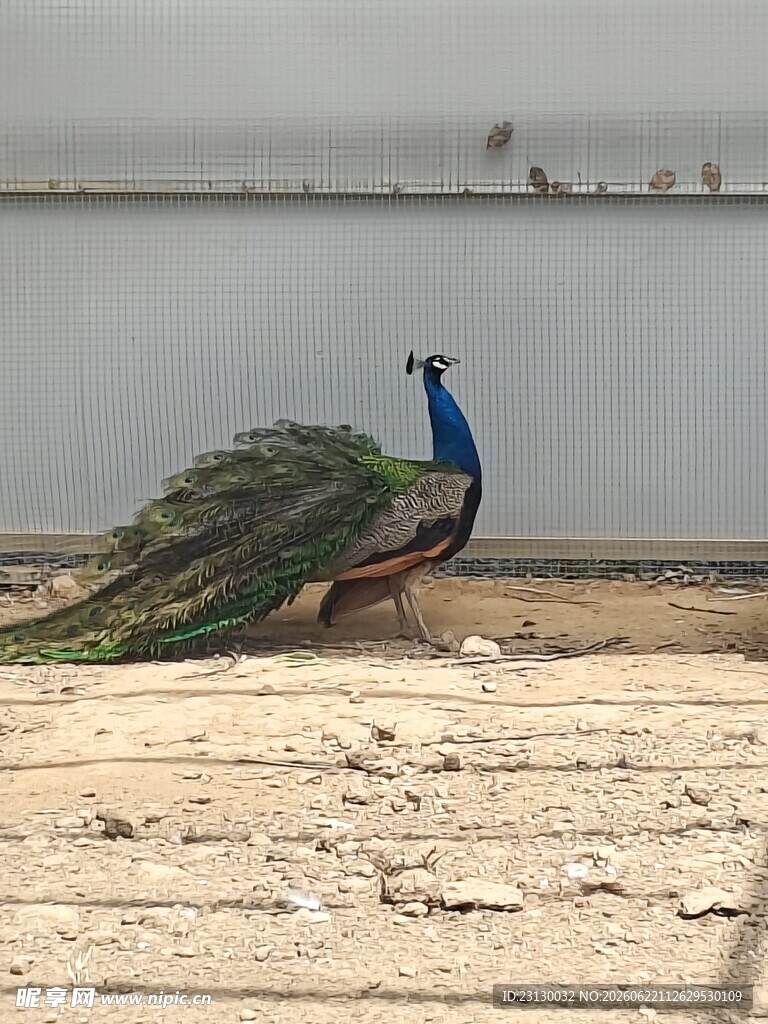 孔雀