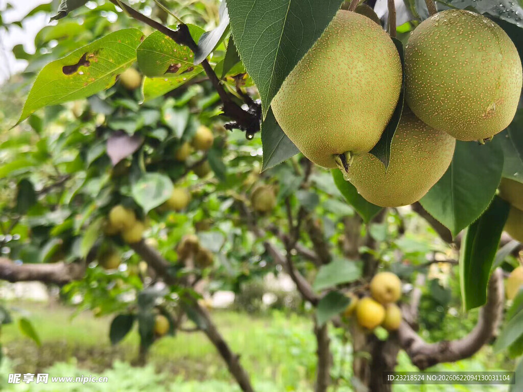 梨树