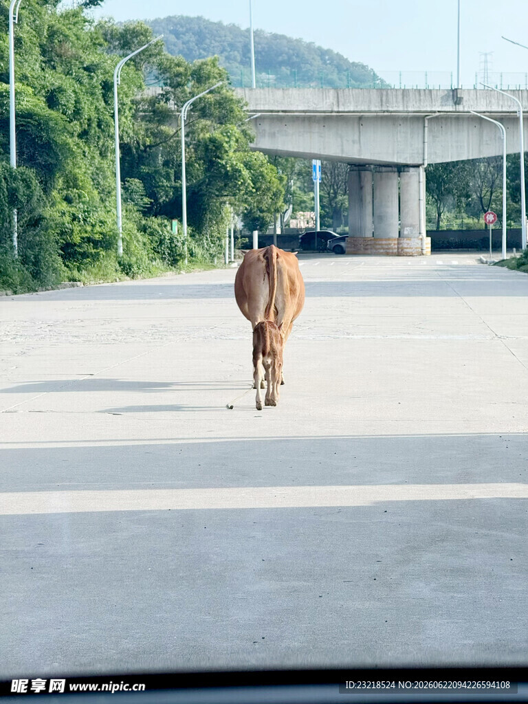 牛