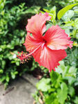 扶桑花